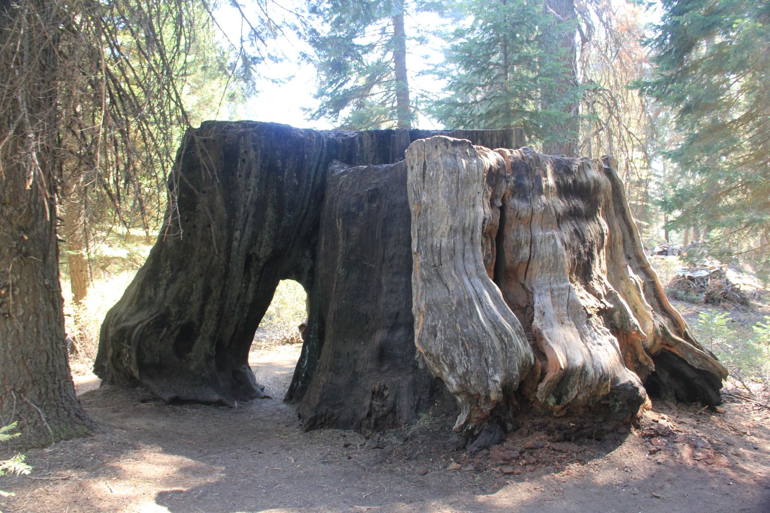 Big Stump Hike 